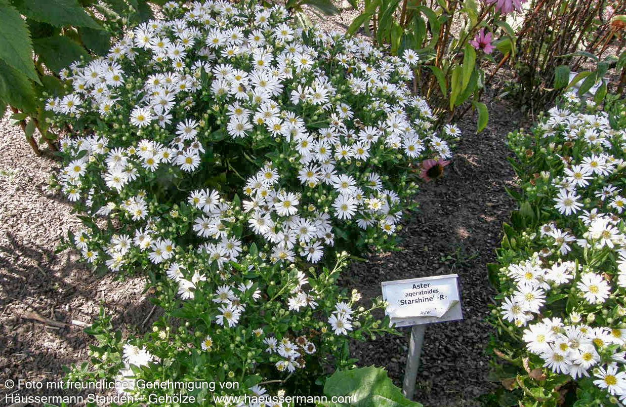 Wild-Aster 'Starshine' (Aster ageratoides)