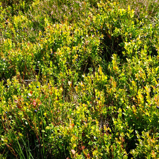 Wilde Heidelbeere (Vaccinium myrtillus)