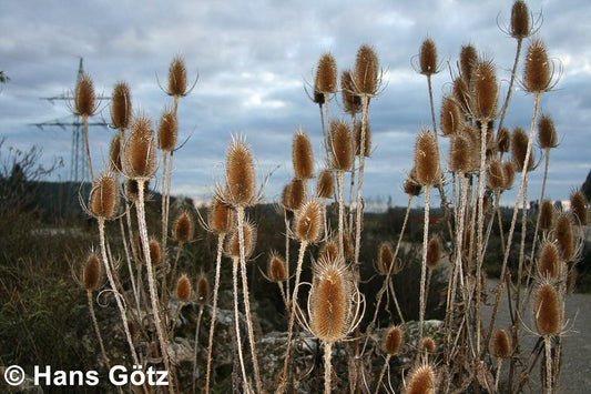 Wilde Karde (Dipsacus fullonum)