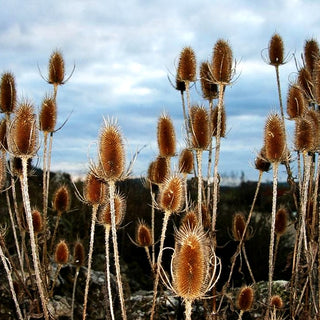 Wilde Karde (Dipsacus fullonum)