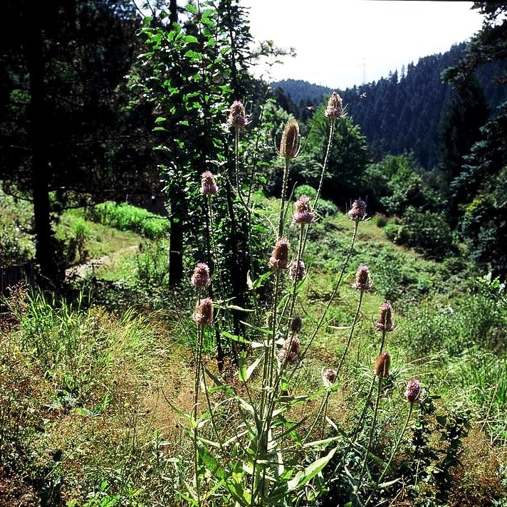 Wilde Karde (Dipsacus fullonum)