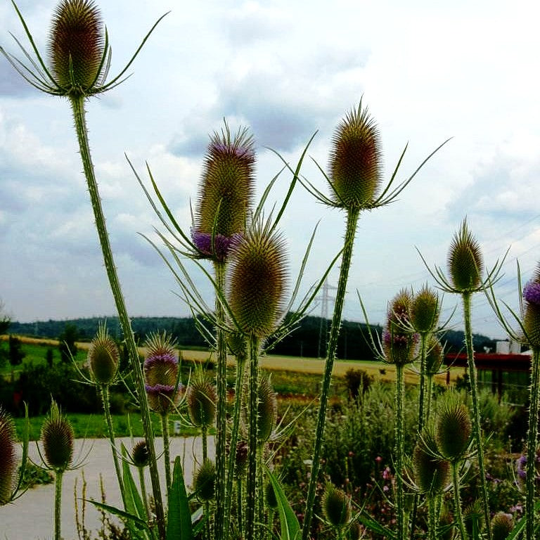 Wilde Karde (Dipsacus fullonum)