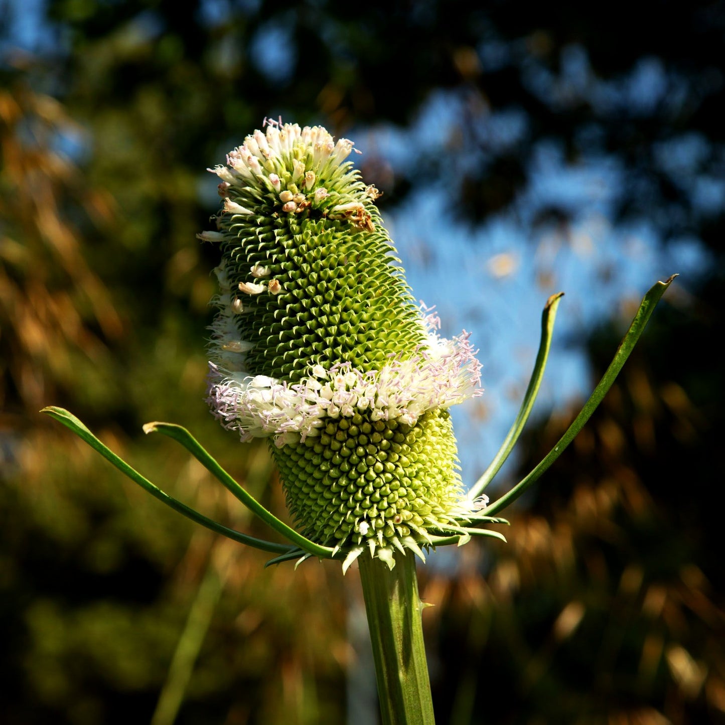 Wilde Karde (Dipsacus fullonum)