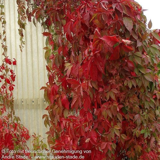 Wilder Wein 'Engelmannii' (Parthenocissus quinquefolia)