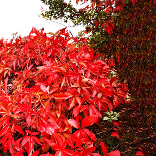 Wilder Wein 'Engelmannii' (Parthenocissus quinquefolia)