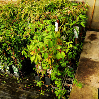 Wilder Wein (Parthenocissus inserta)