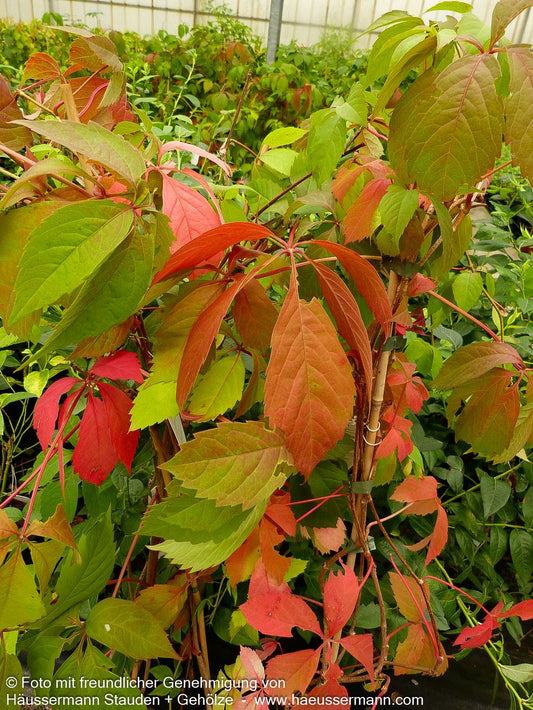 Wilder Wein (Parthenocissus quinquefolia)