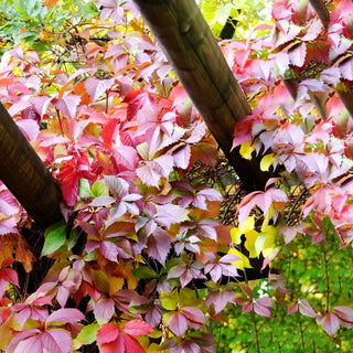 Wilder Wein (Parthenocissus quinquefolia)