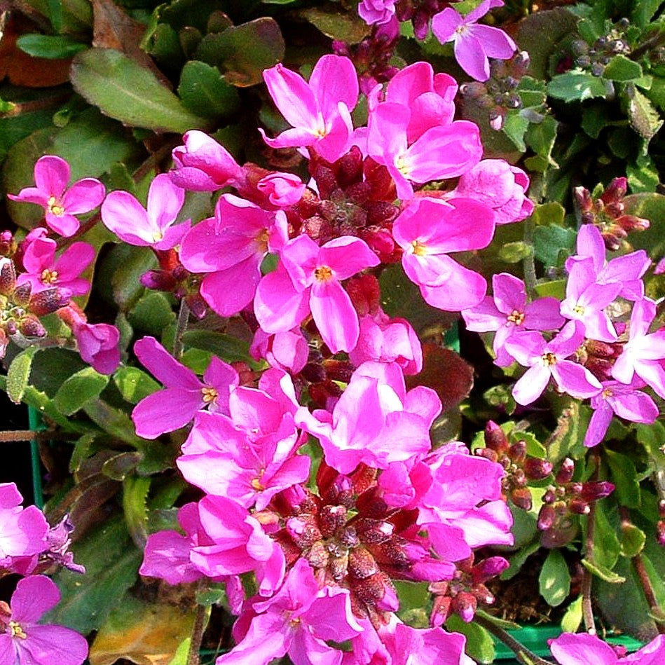 Wimperblättrige Gänsekresse 'Frühlingszauber' (Arabis blepharophylla)
