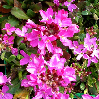 Wimperblättrige Gänsekresse 'Frühlingszauber' (Arabis blepharophylla)