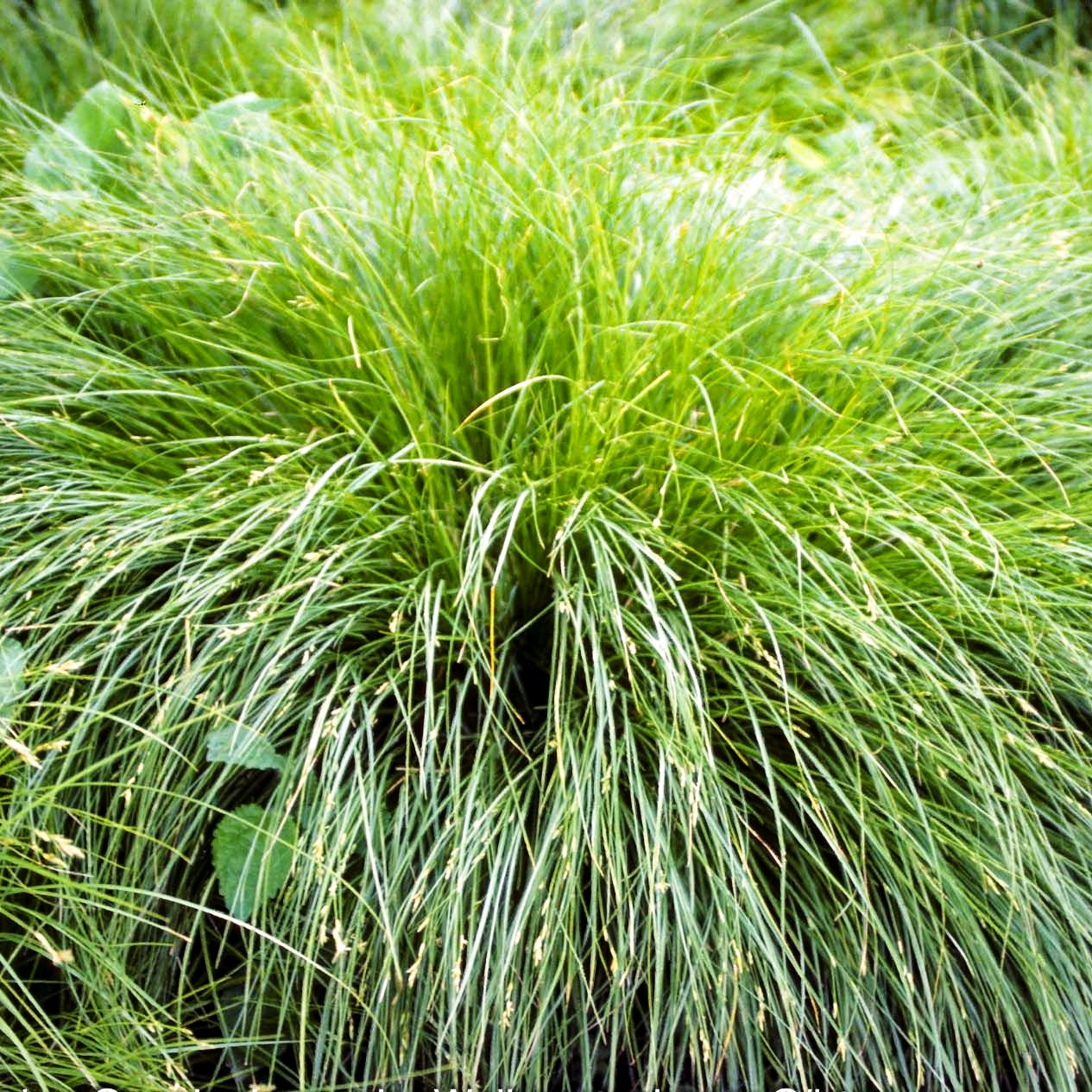 Winkel-Segge (Carex remota)