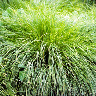Winkel-Segge (Carex remota)