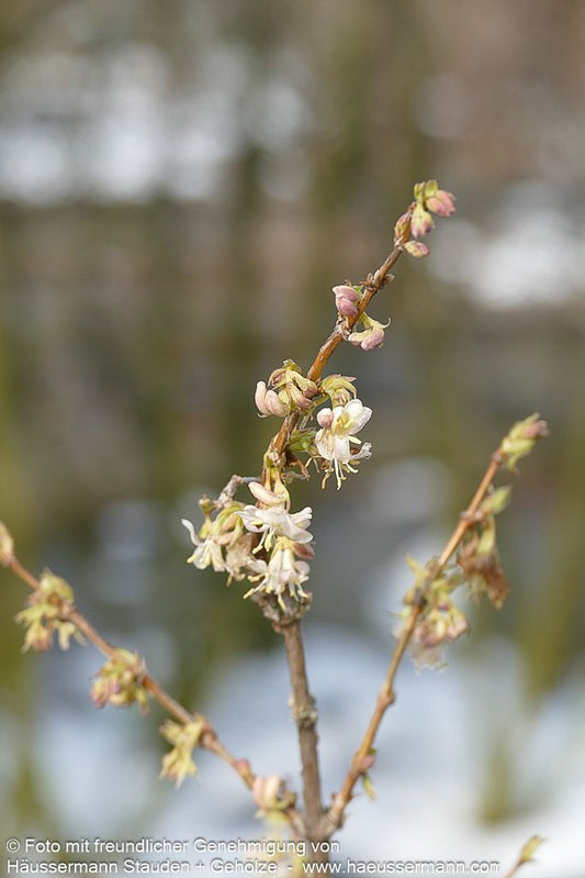 Winter-Duft-Heckenkirsche (Lonicera x purpusii)
