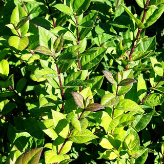 Winter-Duft-Heckenkirsche (Lonicera x purpusii)