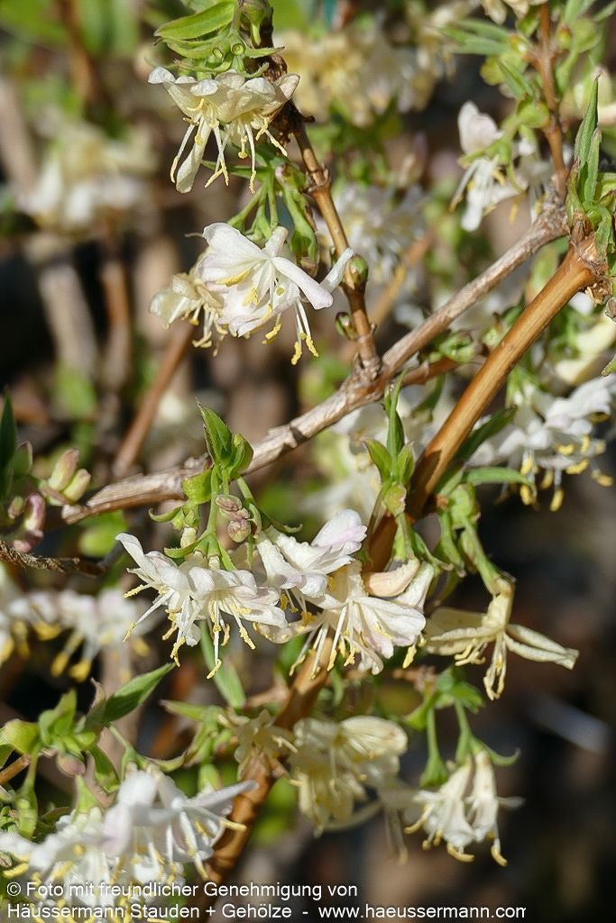 Winter-Duft-Heckenkirsche (Lonicera x purpusii)