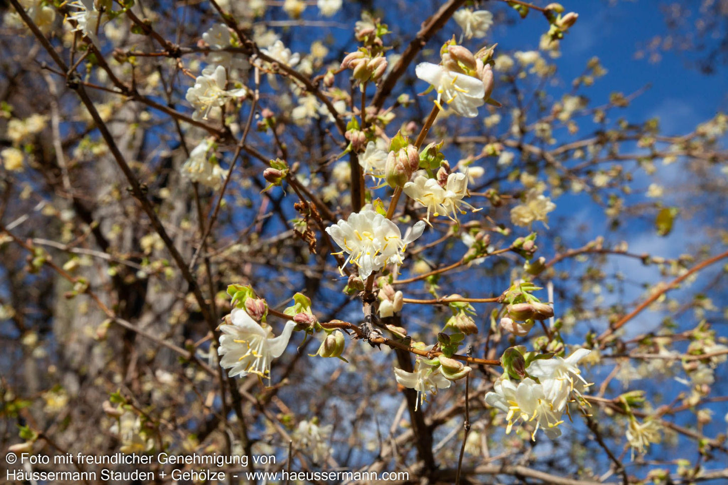Winter-Duft-Heckenkirsche (Lonicera x purpusii)