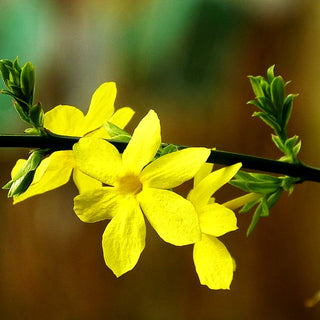 Winter-Jasmin (Jasminum nudiflorum)