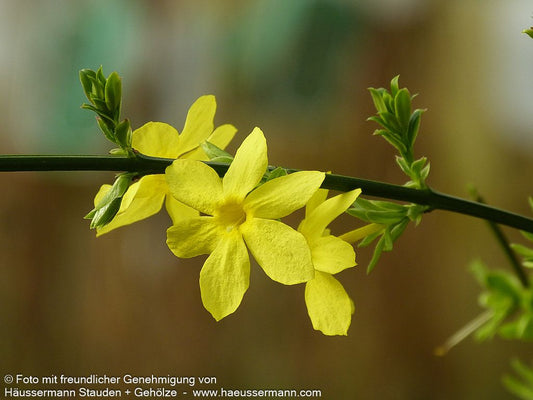 Winter-Jasmin (Jasminum nudiflorum)