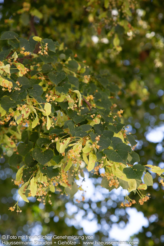 Winter-Linde (Tilia cordata)