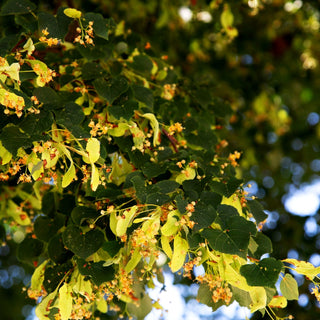 Winter-Linde (Tilia cordata)