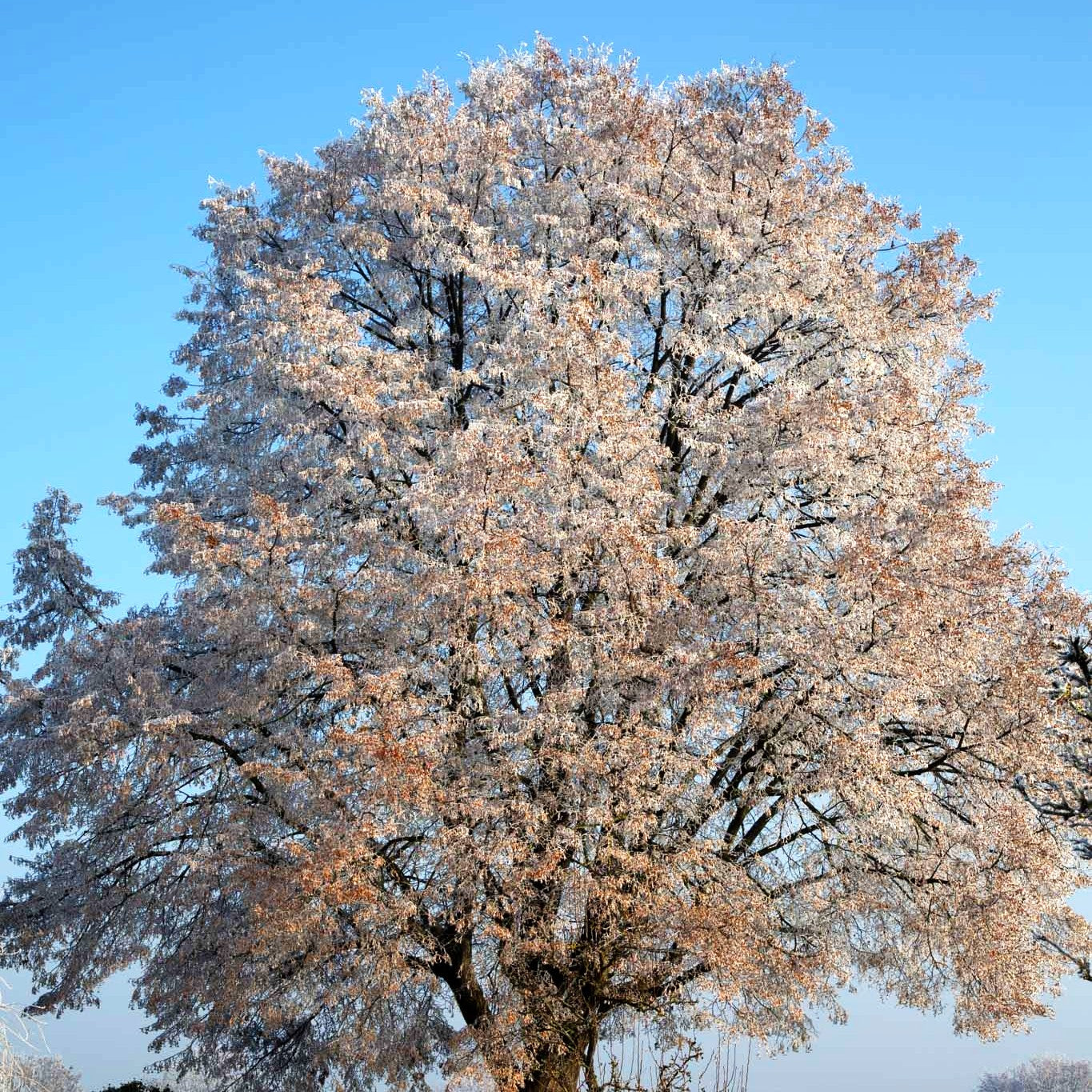Winter-Linde (Tilia cordata)