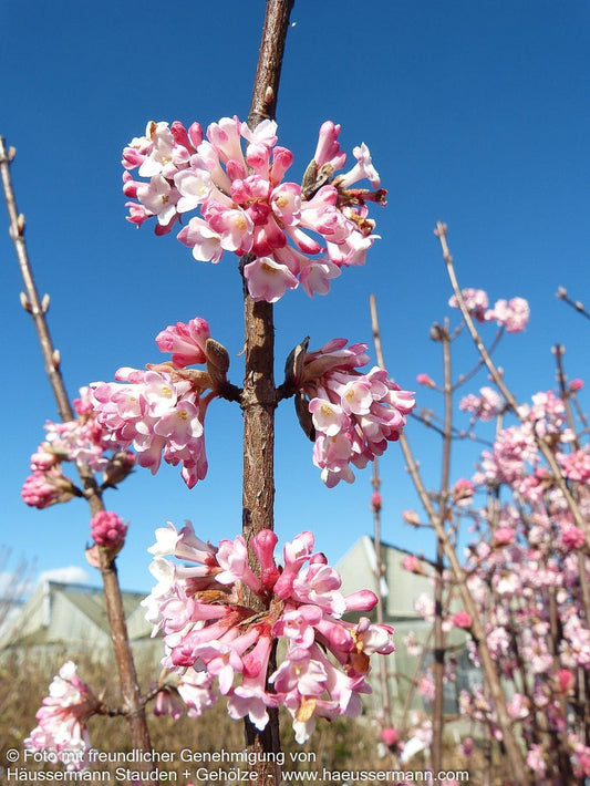 Winter-Schneeball 'Charles Lamont' (Viburnum x bodnantense)