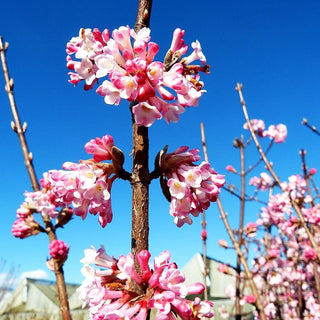 Winter-Schneeball 'Charles Lamont' (Viburnum x bodnantense)