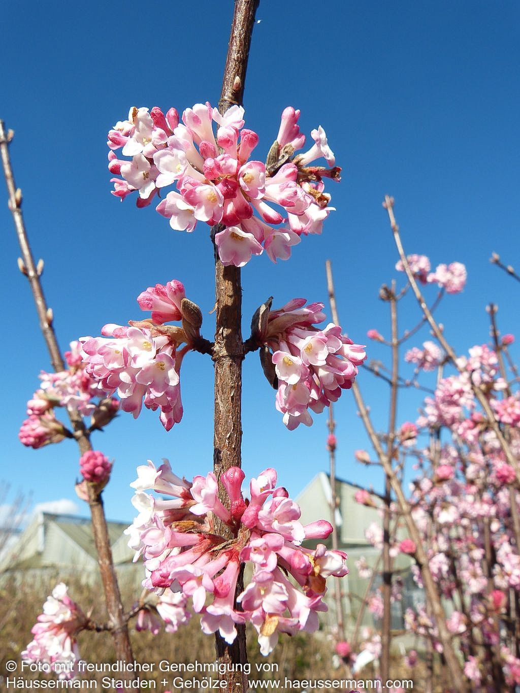 Winter-Schneeball 'Charles Lamont' (Viburnum x bodnantense)