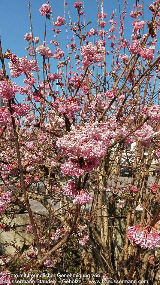 Winter-Schneeball 'Dawn' (Viburnum x bodnantense)