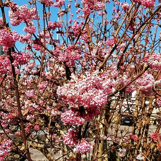 Winter-Schneeball 'Dawn' (Viburnum x bodnantense)