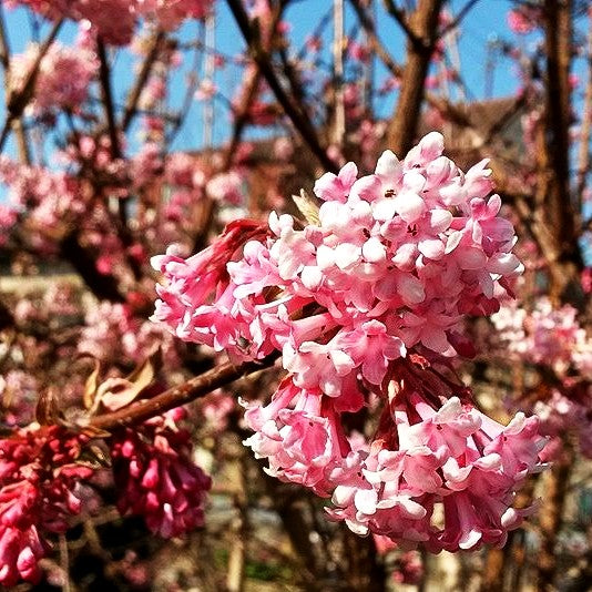 Winter-Schneeball 'Dawn' (Viburnum x bodnantense)