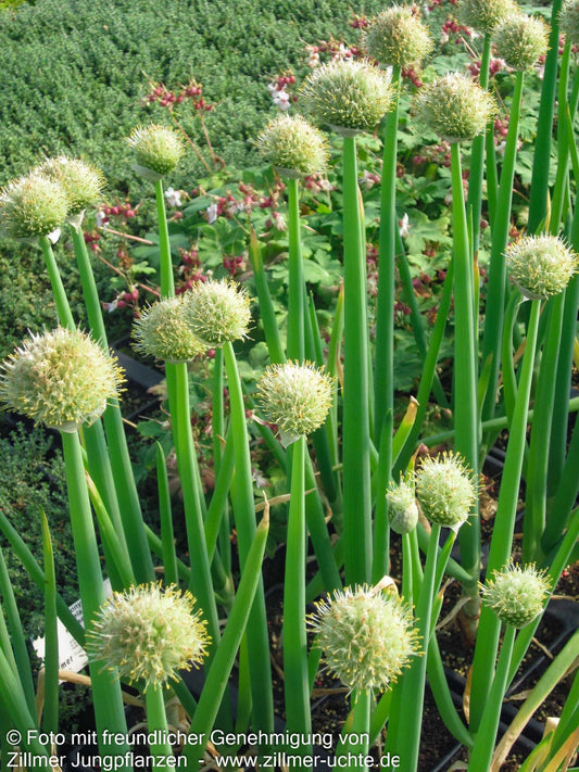 Winter-Zwiebel (Allium fistulosum)