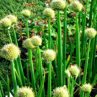 Winter-Zwiebel (Allium fistulosum)