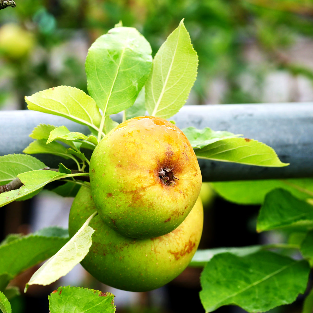 Winterapfel 'Boskoop' (Malus)