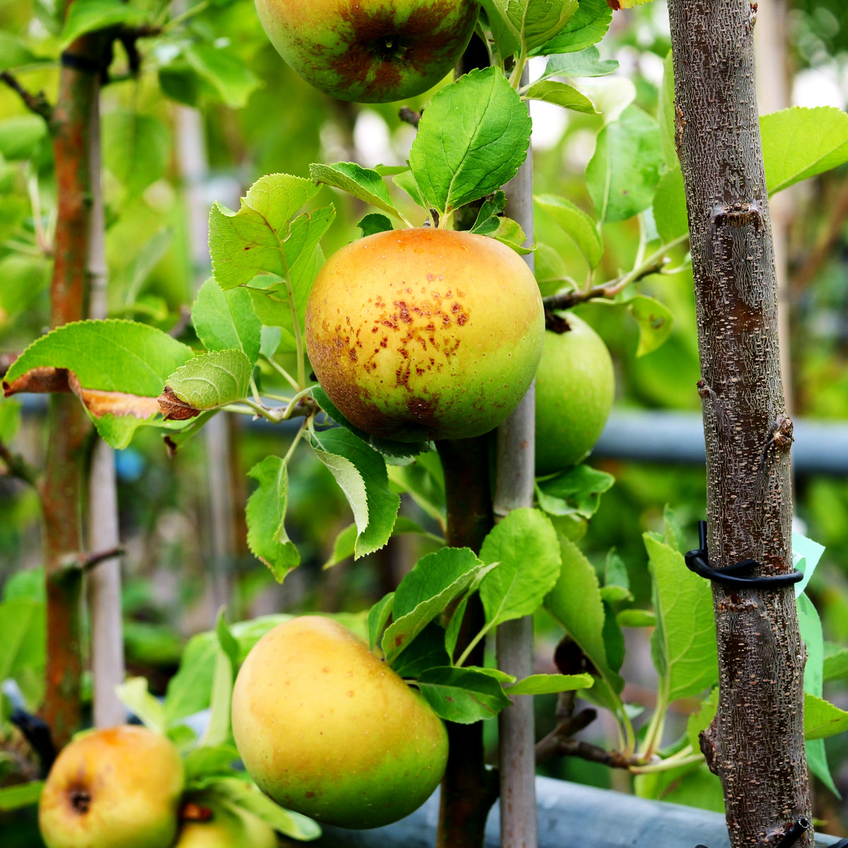 Winterapfel 'Boskoop' (Malus)