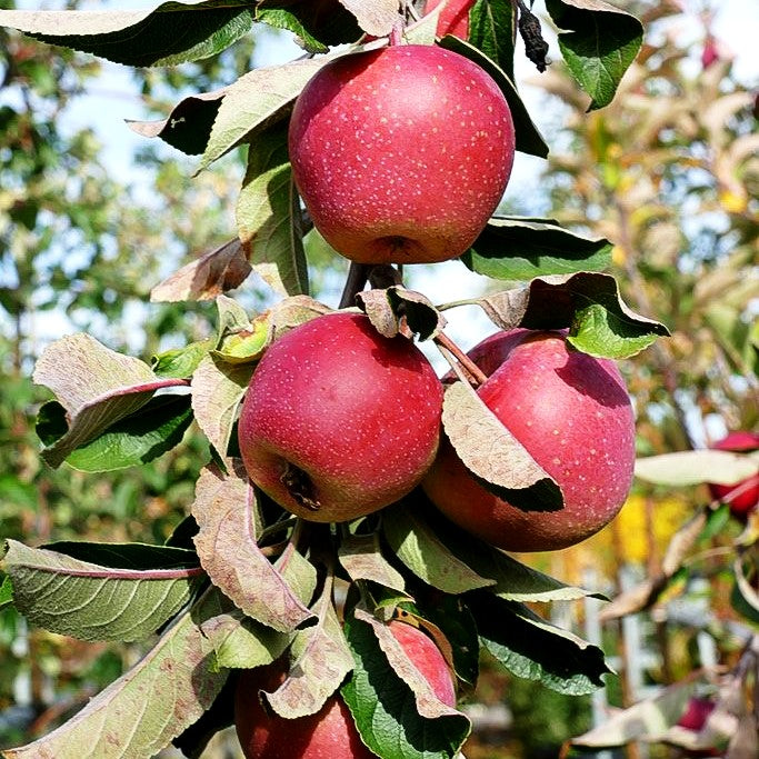 Winterapfel 'Gloster 69' (Malus)