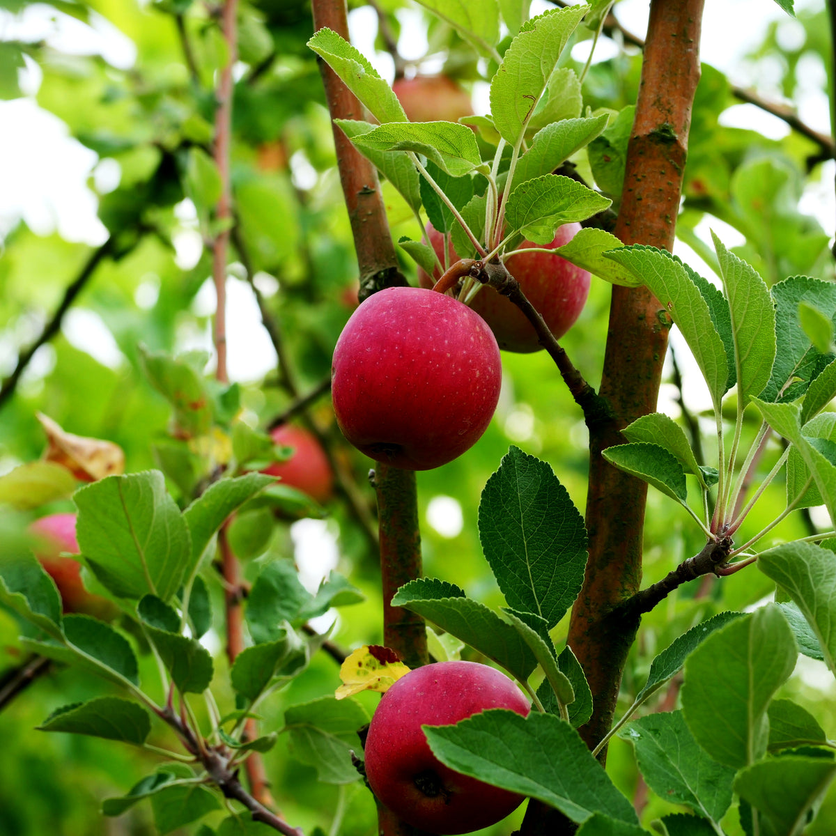 Winterapfel 'Purpurroter Cousinot' (Malus)
