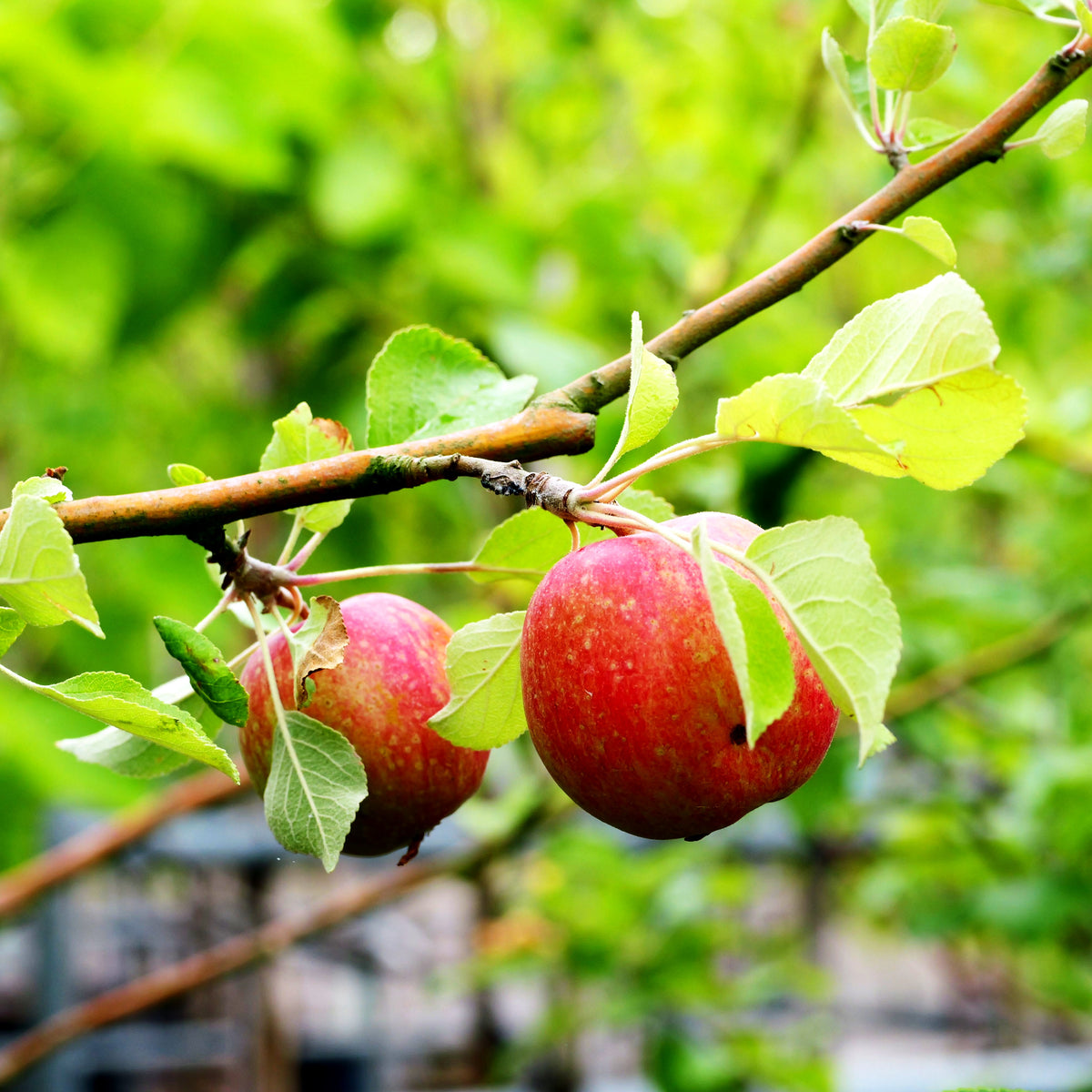 Winterapfel 'Purpurroter Cousinot' (Malus)