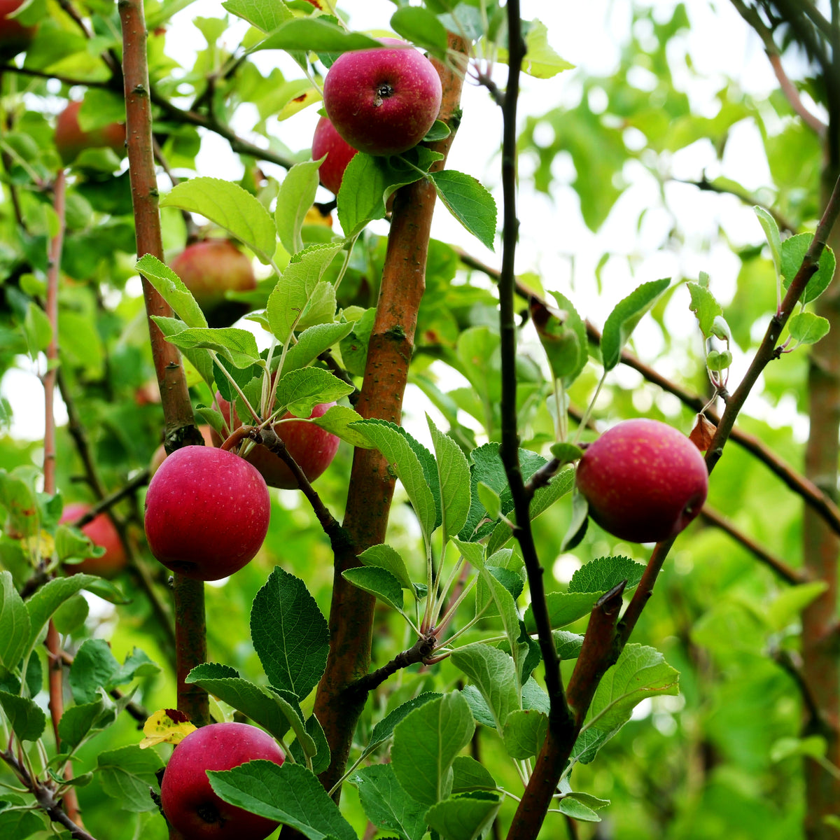 Winterapfel 'Purpurroter Cousinot' (Malus)
