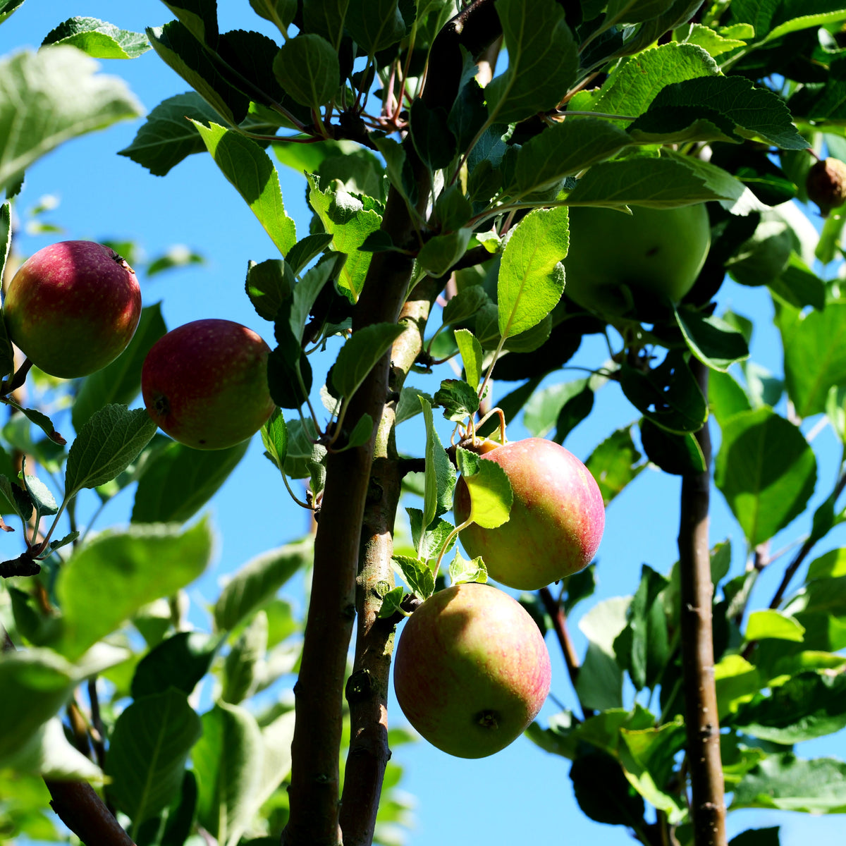 Winterapfel 'Purpurroter Cousinot' (Malus)