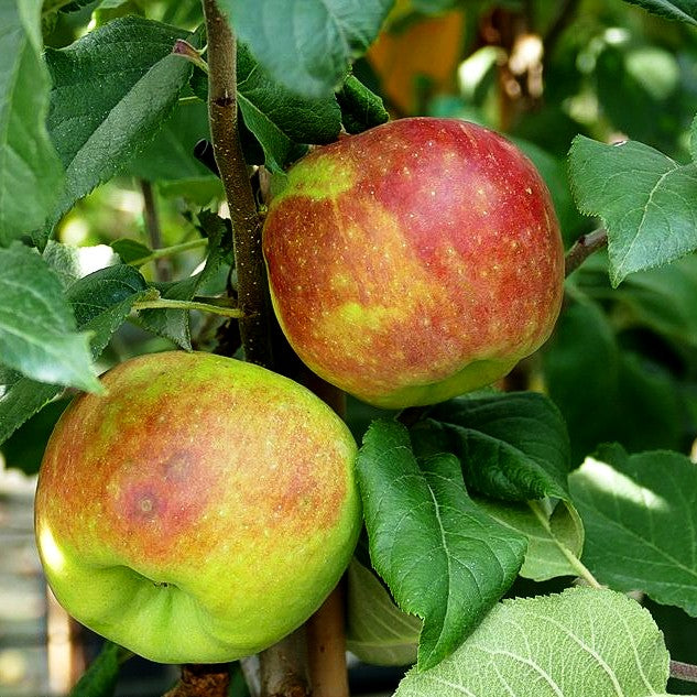 Winterapfel 'Red Topaz' (Malus)