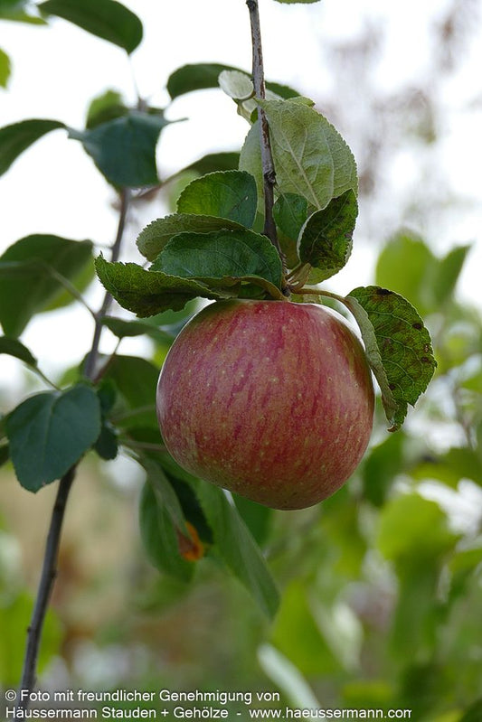 Winterapfel 'Rheinischer Bohnapfel' (Malus)