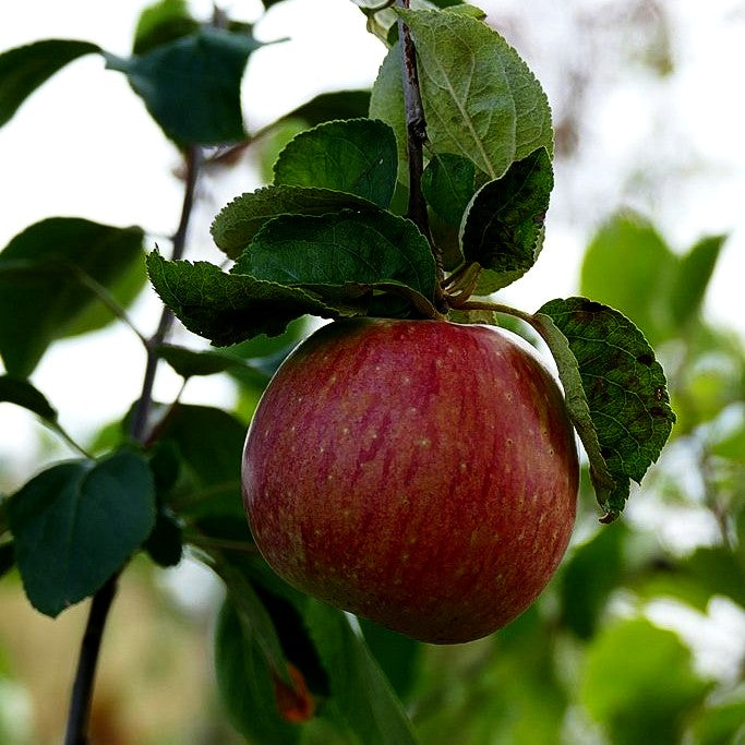 Winterapfel 'Rheinischer Bohnapfel' (Malus)