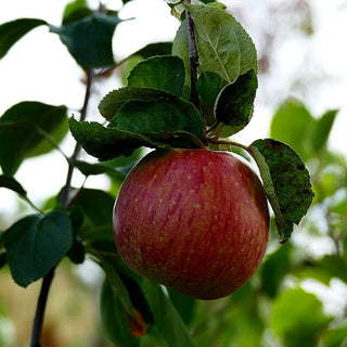 Winterapfel 'Rheinischer Bohnapfel' (Malus)