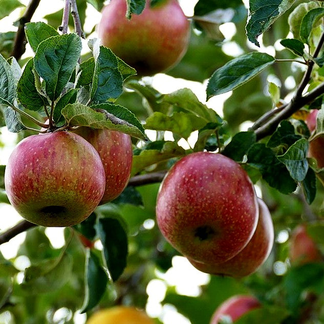 Winterapfel 'Rheinischer Bohnapfel' (Malus)