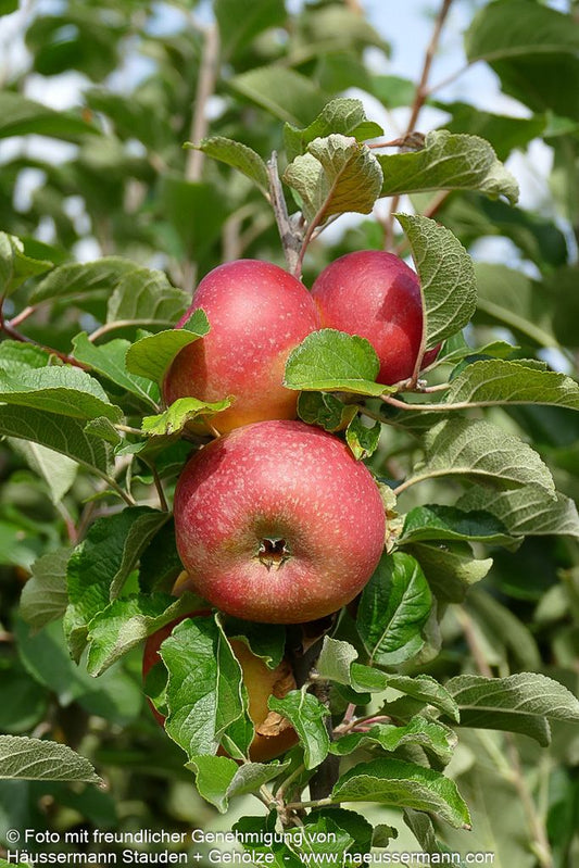 Winterapfel 'Roter Berlepsch' (Malus)