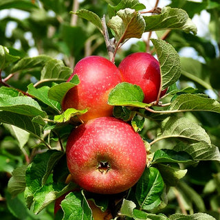 Winterapfel 'Roter Berlepsch' (Malus)