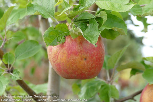Winterapfel 'Roter Boskoop' (Malus)