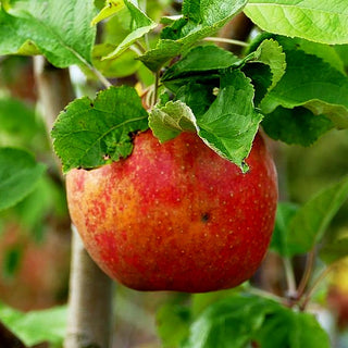 Winterapfel 'Roter Boskoop' (Malus)