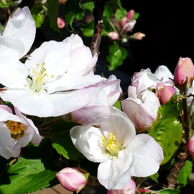 Winterapfel 'Roter Boskoop' (Malus)